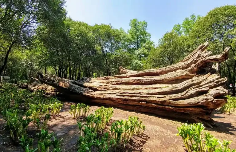 Bosque de Chapultepc